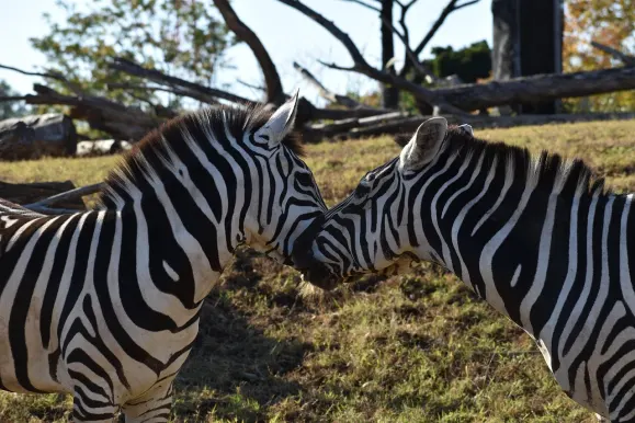 Kazino Hot Line Atbalsts